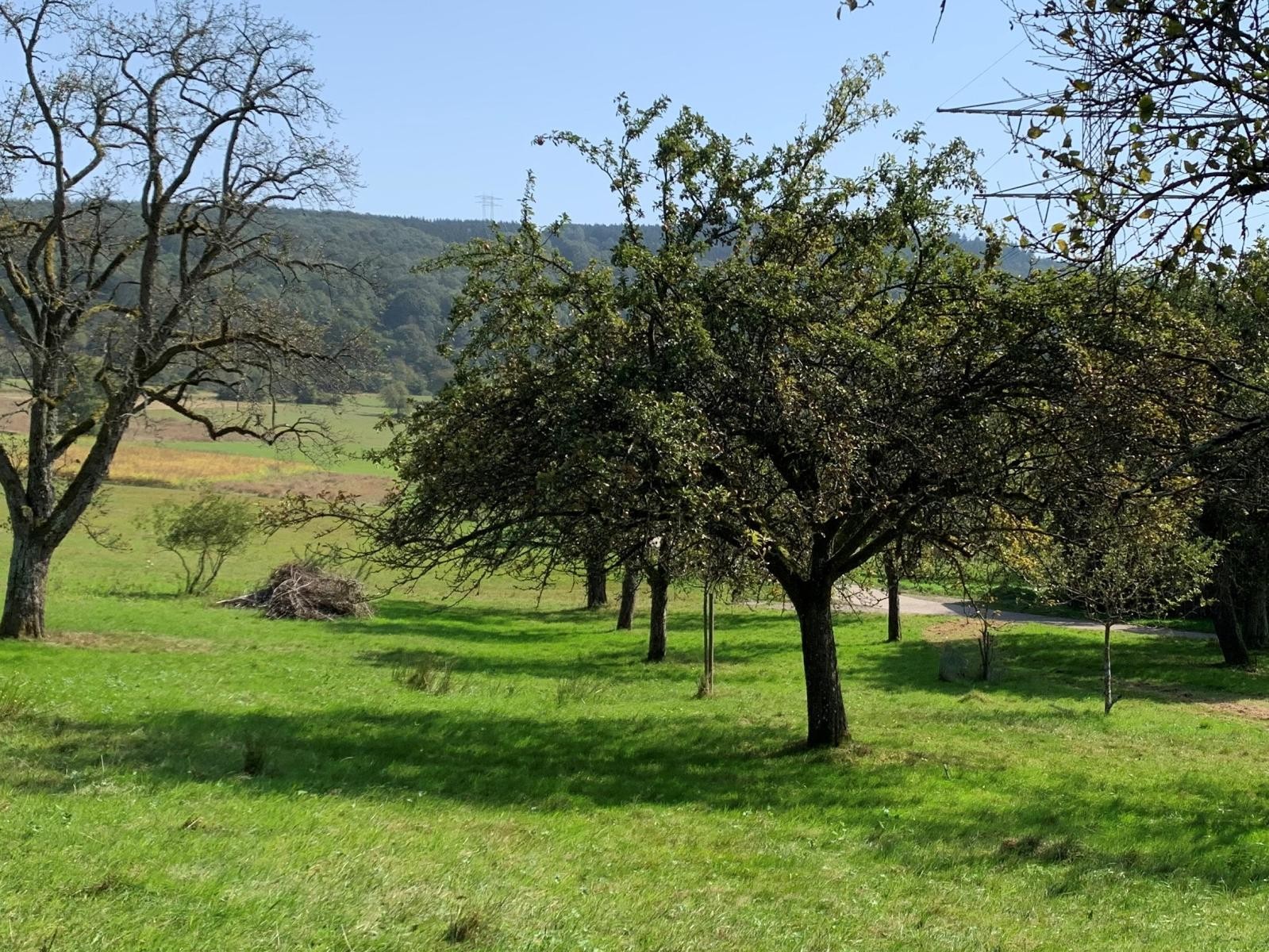 Bäume auf einer Streuobstwiese mit Schnittgut.