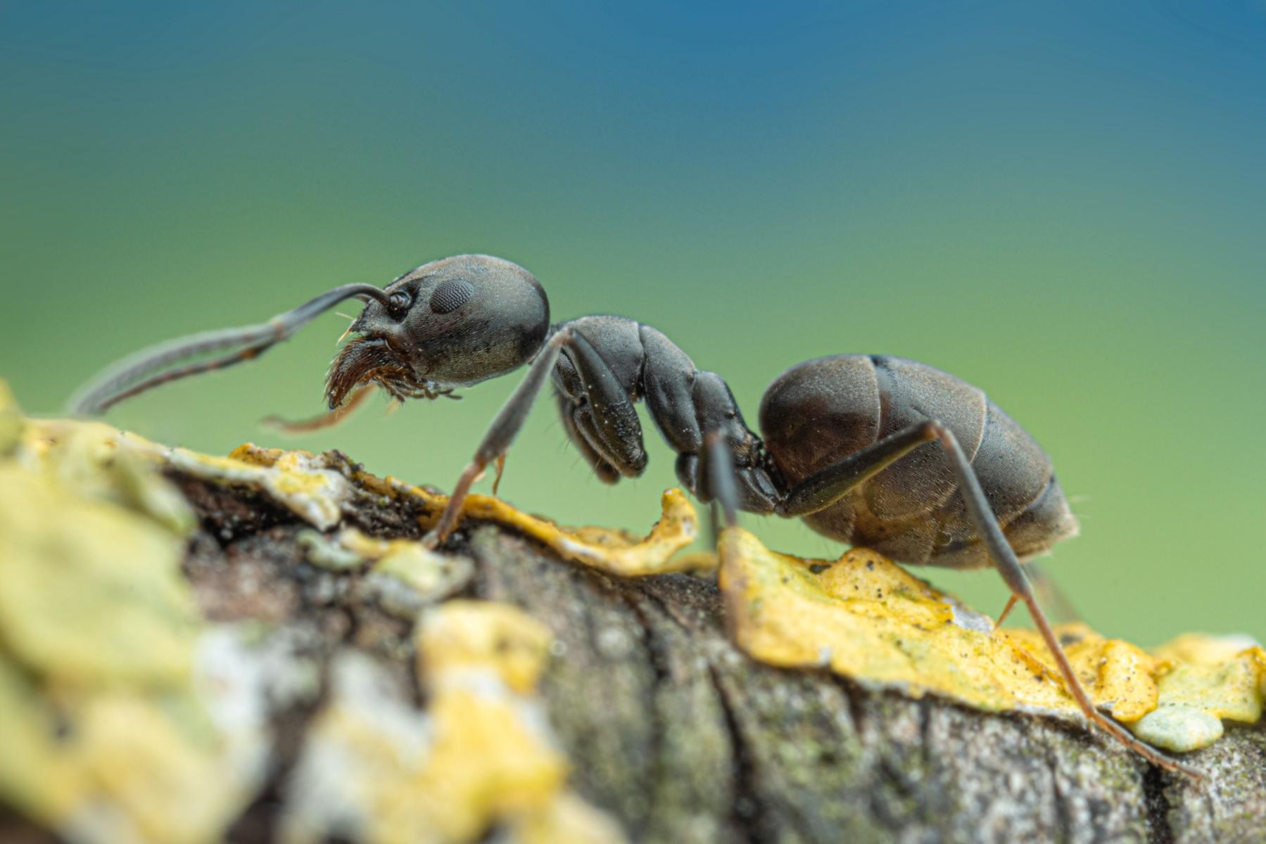 Ameise Tapinoma magnum.