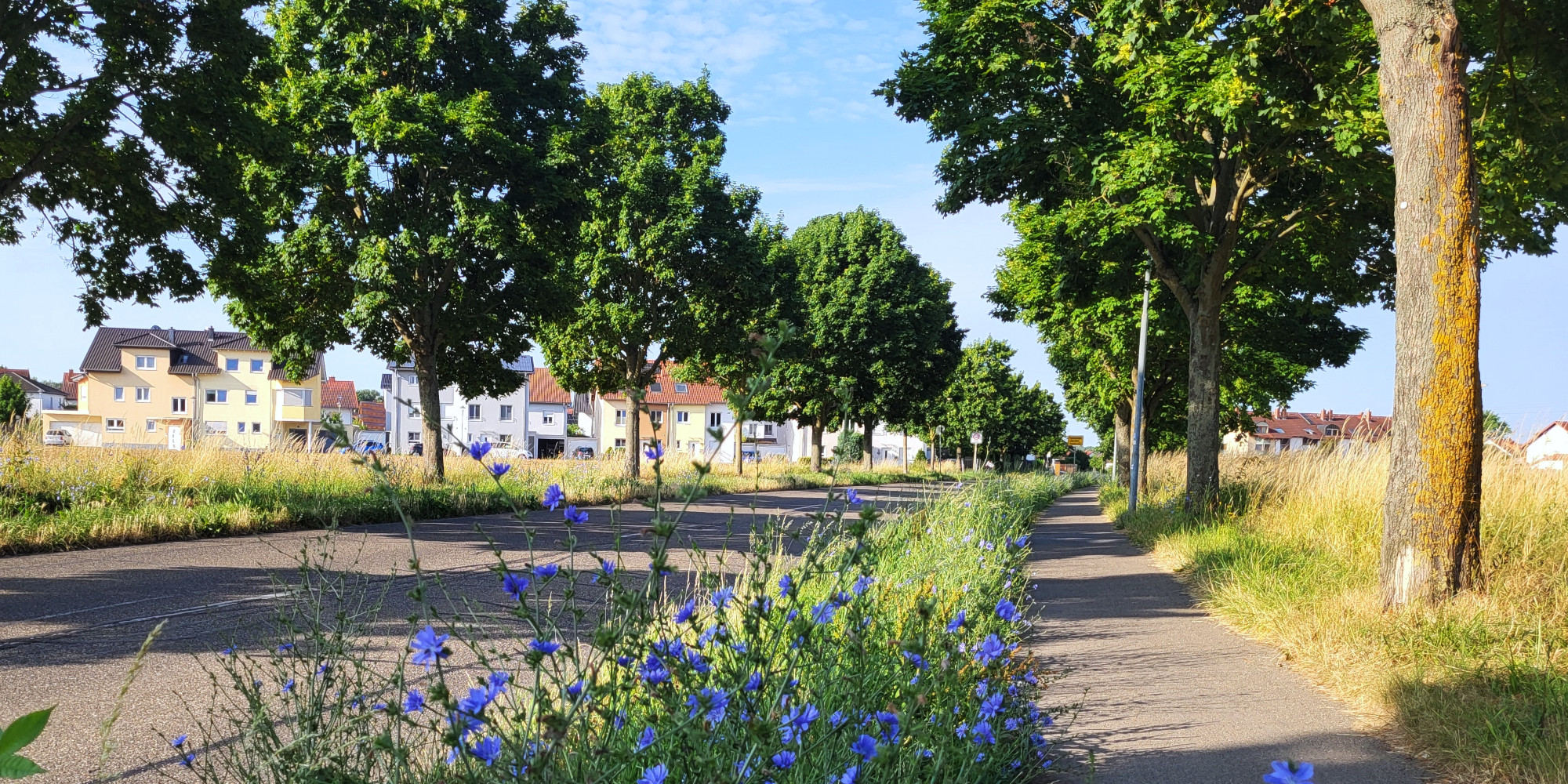 Ortseingang Alte Bruchsaler Straße mit Baumallee und blühenden Wegwarten.