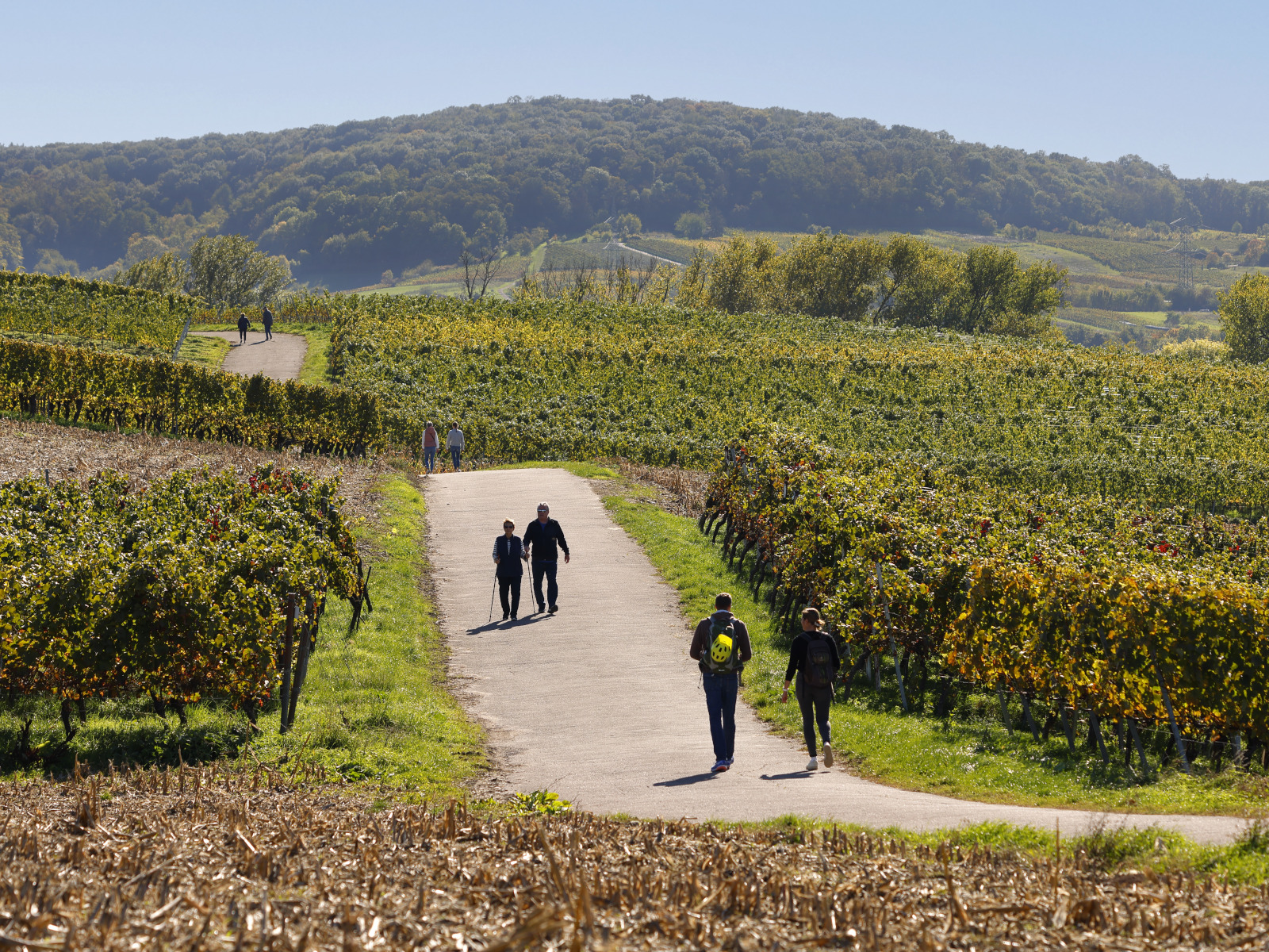 Die Weinberge im Südwesten Wieslochs laden zum Wandern ein.