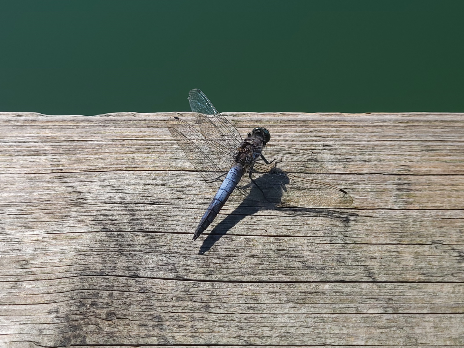 Libelle sitzt auf einem Holzsteg.