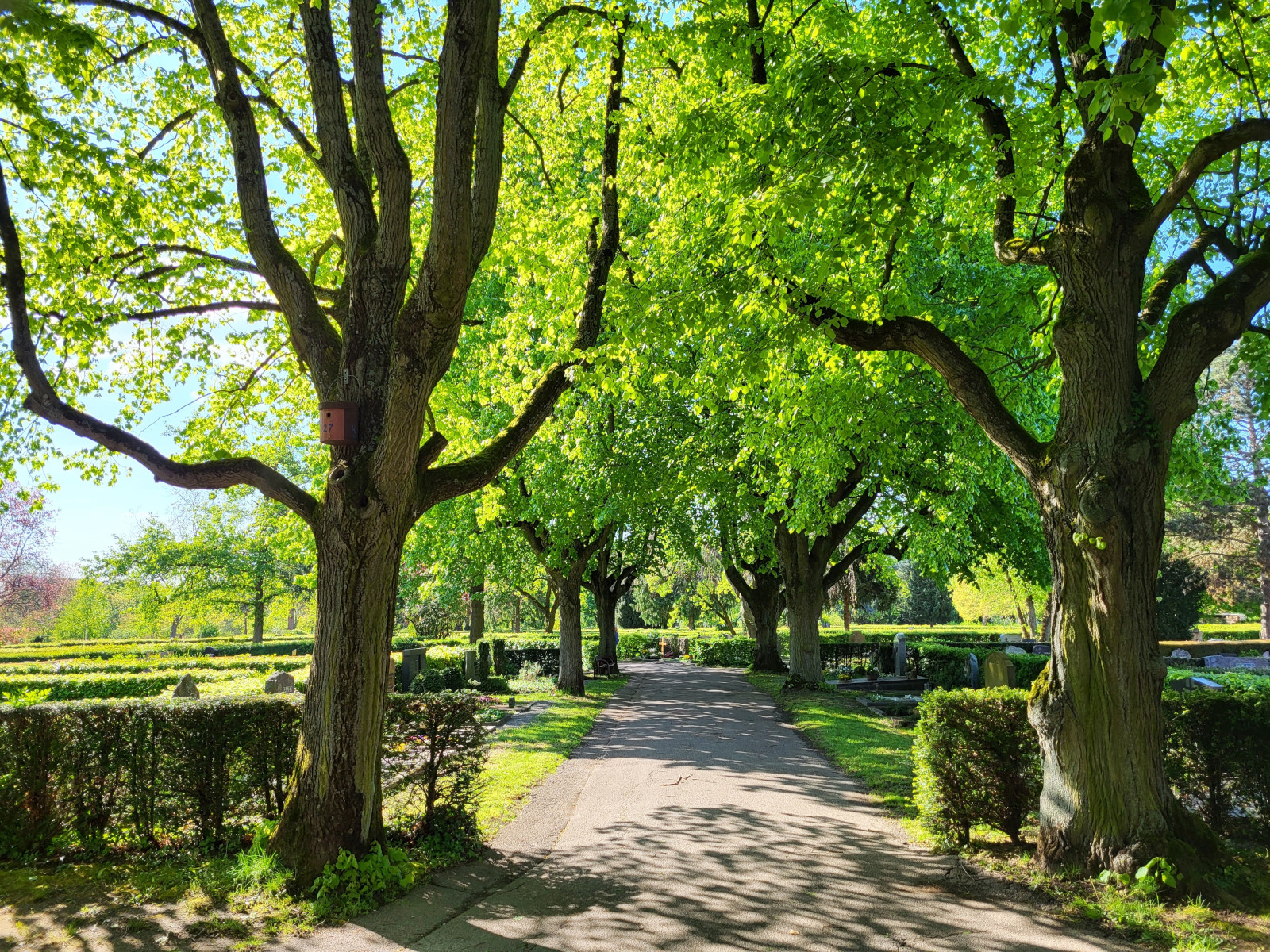 Schattenspendende Bäume säumen die Wege auf dem Wieslocher Hauptfriedhof.