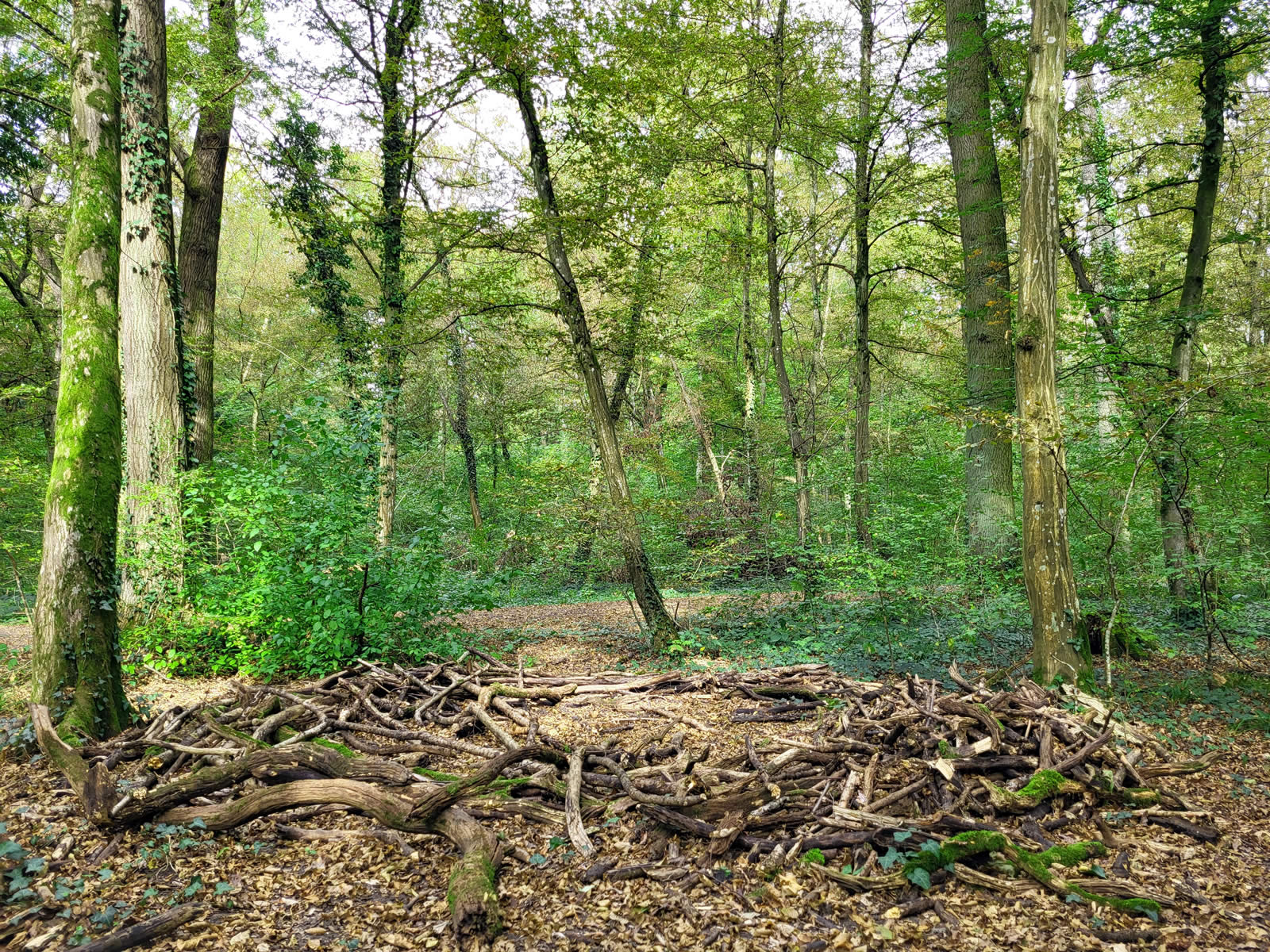 Totholz im Dämmelwald trägt zur Artenvielfalt bei.