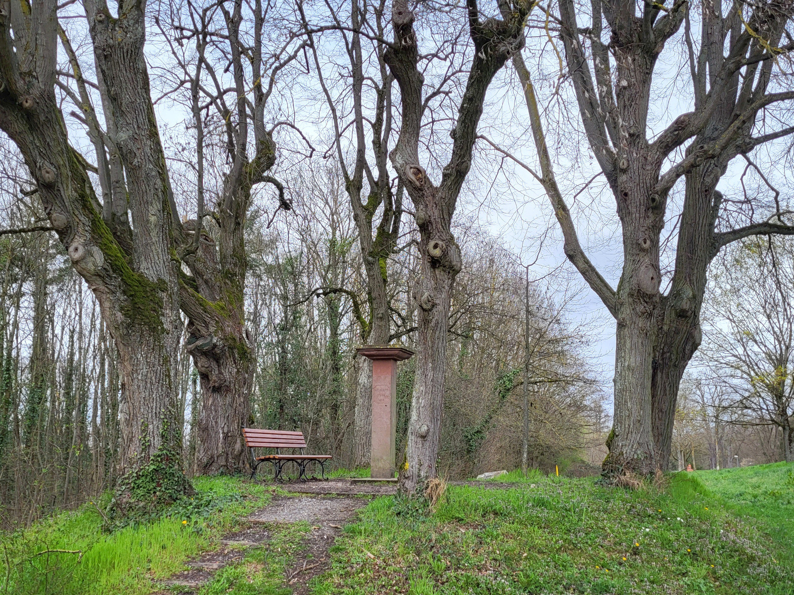 Winterlinden-Baumgruppe auf der Wilhelmshöhe.