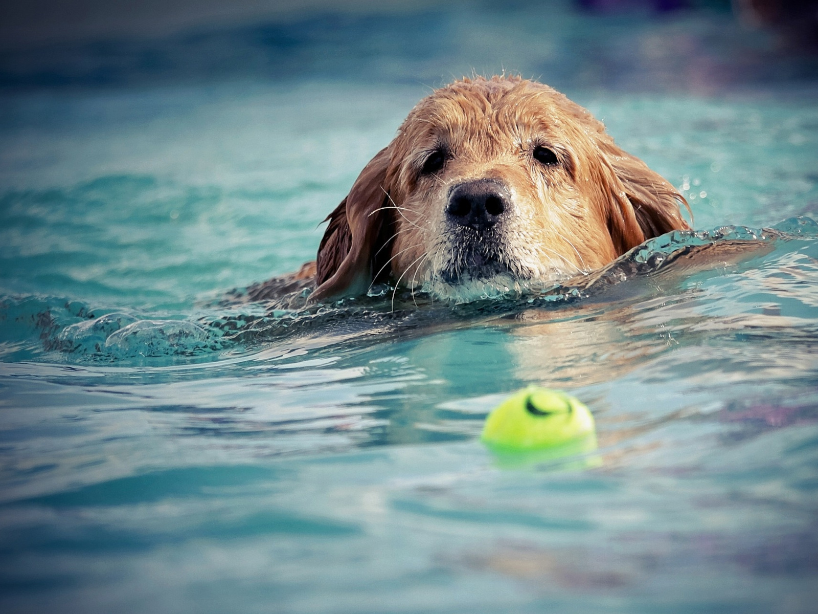 Hund schwimmt einem Tennisball hinterher.