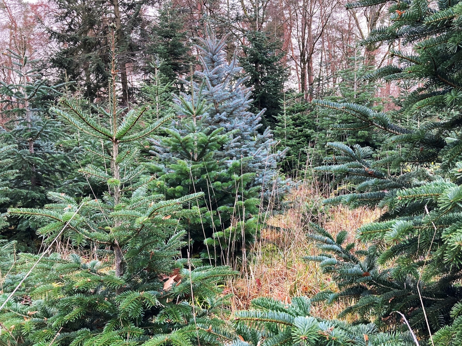 Tannenbäume in der Baumschule des Unteren Walds.