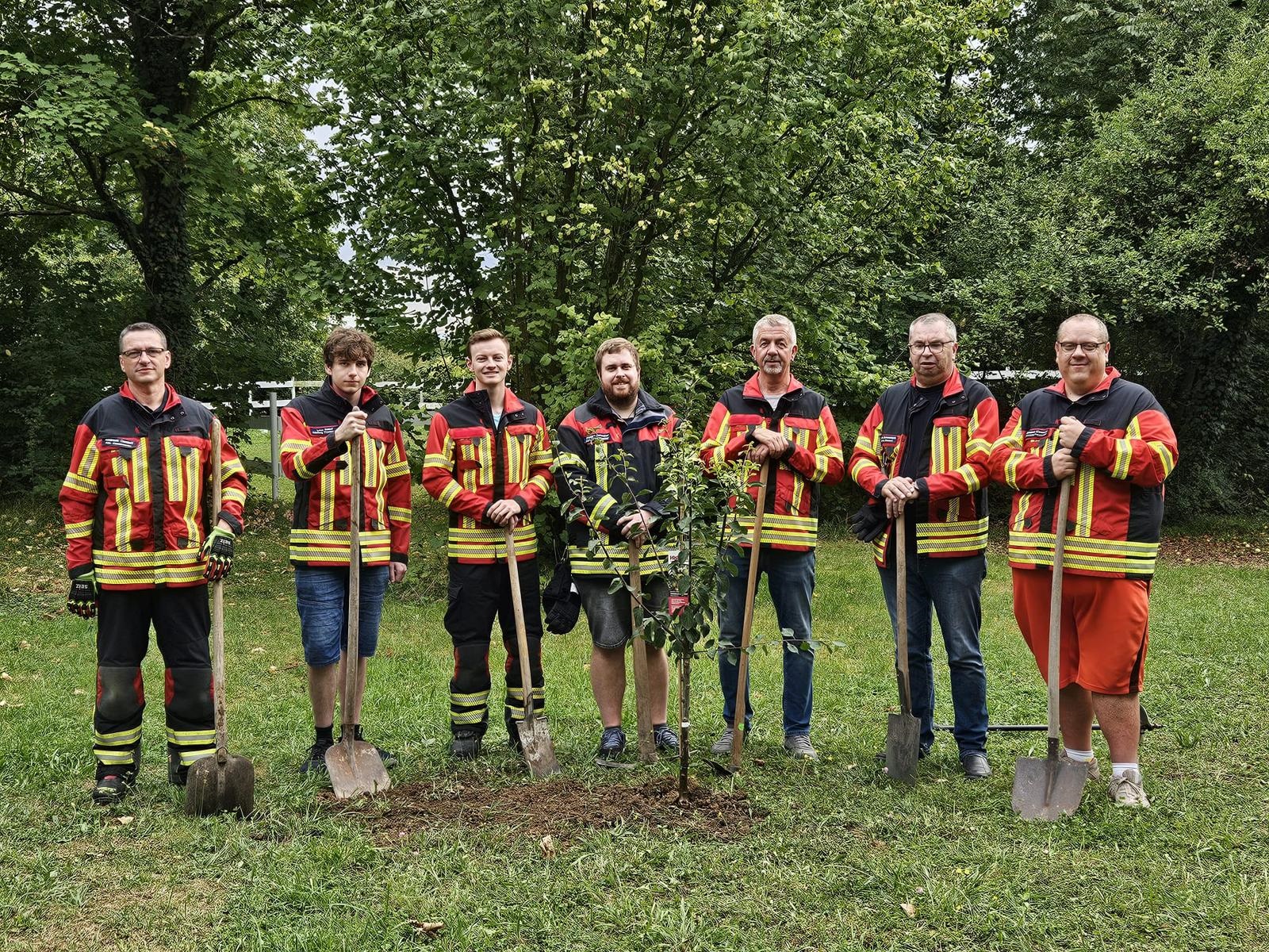 Ein neues Mirabellen-Bäumchen auf dem Gänsberg.