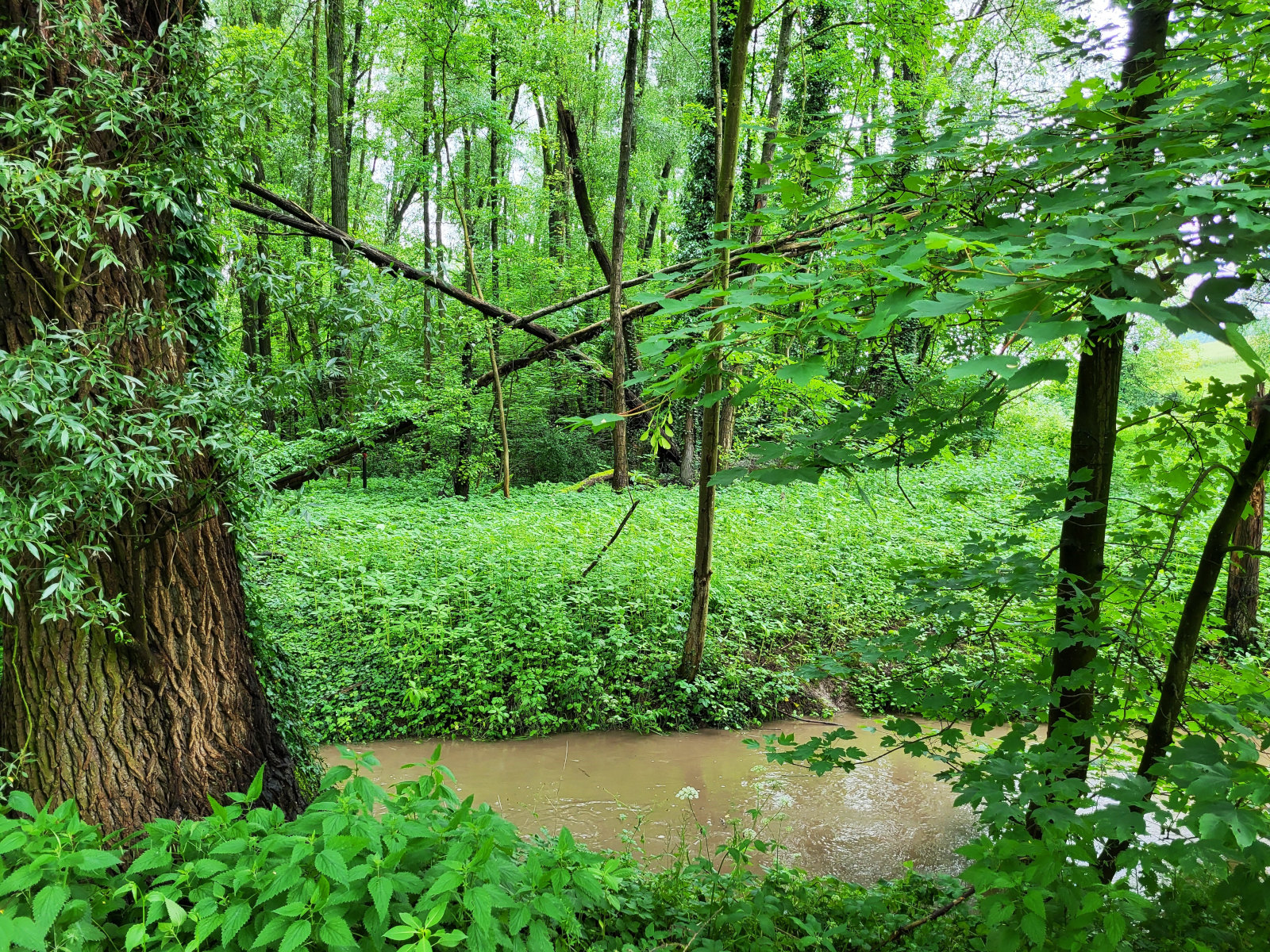 Der stark mit Regenwasser gefüllte Leimbach fließt durch den Wald des Naturschutzgebiets.