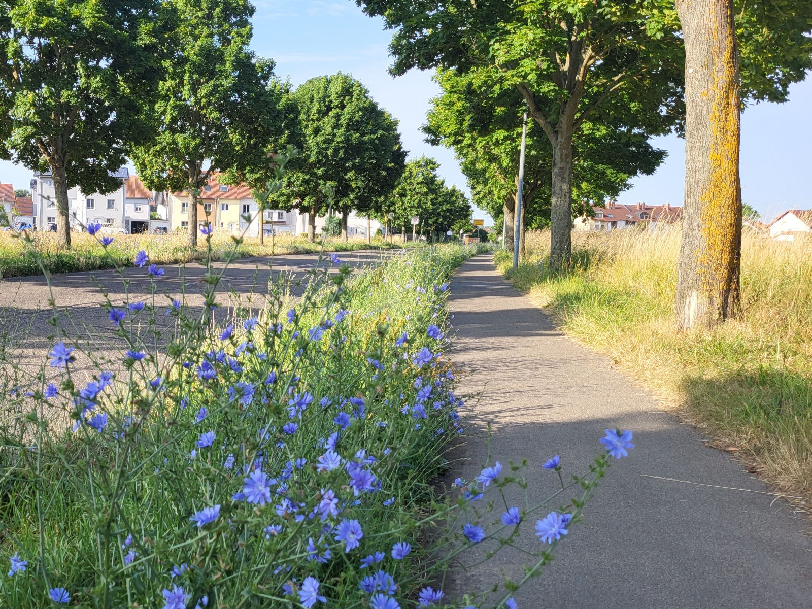 Gehweg entlang der Alten Bruchsaler Straße nach Frauenweiler.