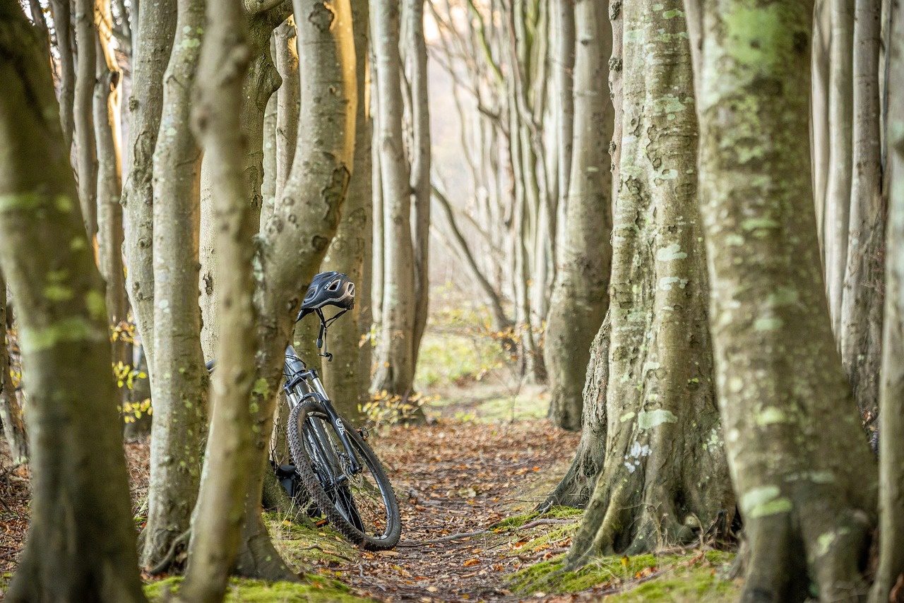 Waldweg mit abgestelltem Fahrrad.