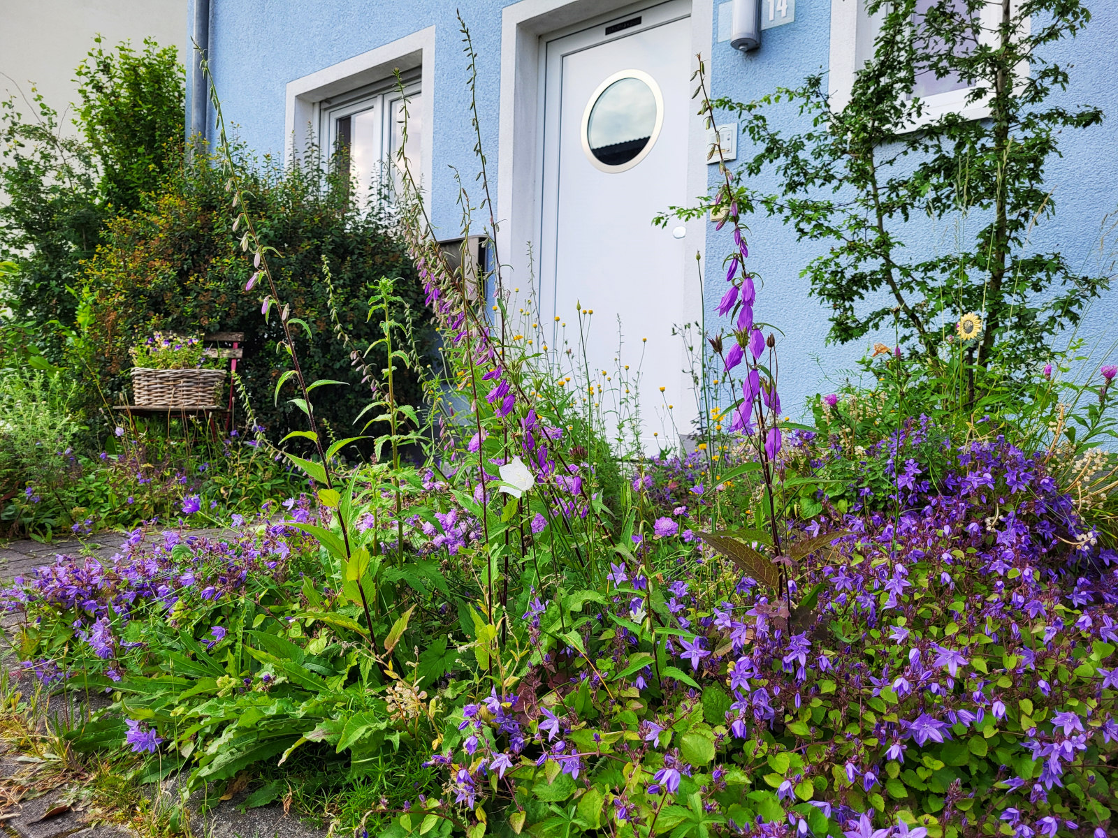 Kleiner Vorgarten mit verschiedenen, blau blühenden Glockenblumen.